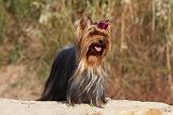 YORKSHIRE TERRIER 538